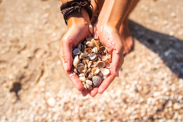 Muscheln in weiblichen Händen auf dem Hintergrund des Strandes. Ansicht von oben, flach.