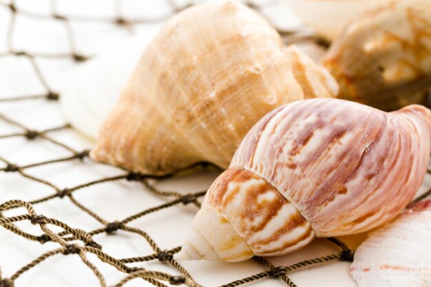 Muscheln mit Fischernetz auf weißem Hintergrund.