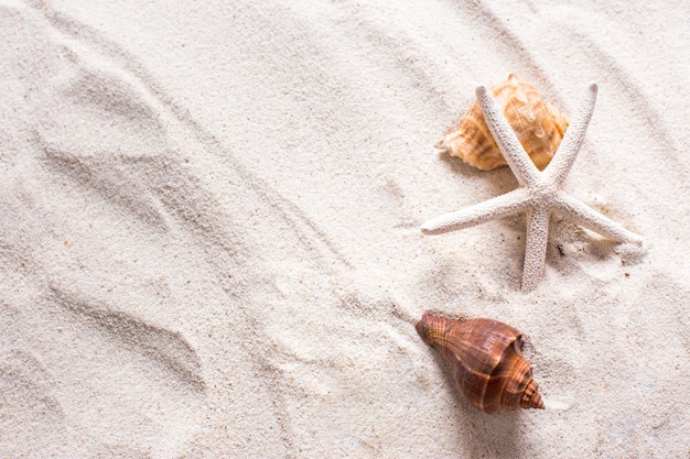 Muscheln mit sand als hintergrund und copyspace, sommer-konzept.