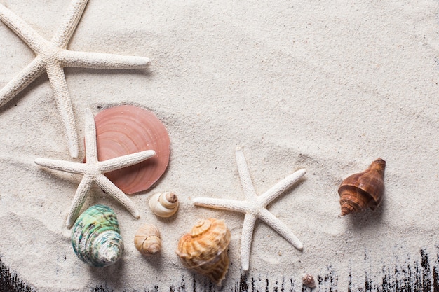 Muscheln mit Sand als Hintergrund und copyspace, Sommer-Konzept.