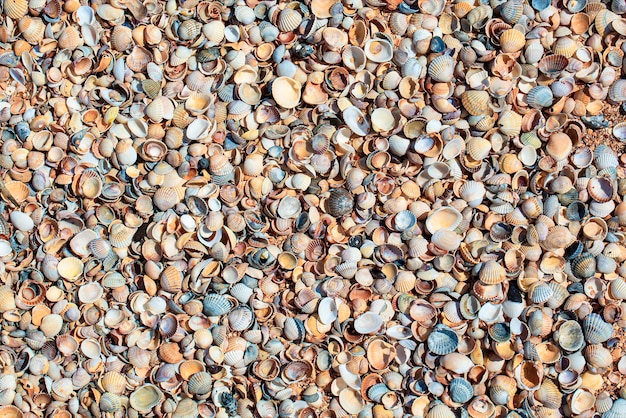 Muscheln Muscheln vom tropischen Strand als Hintergrund