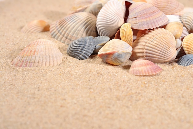 Muscheln Nahaufnahme auf Sand Hintergrund