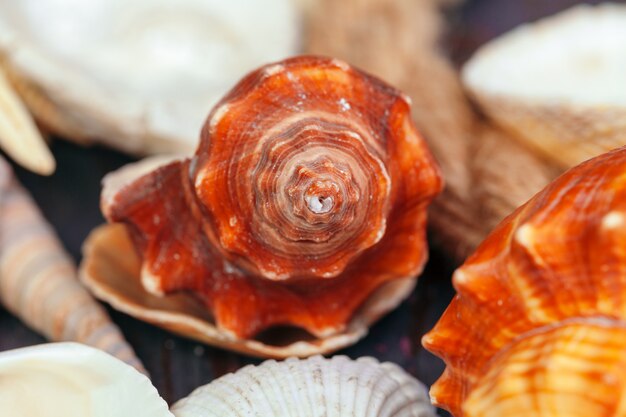 Muscheln. Natur-Nahaufnahme.