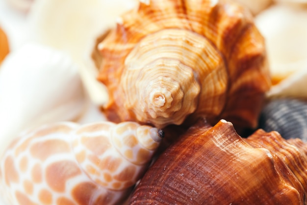 Muscheln, Natur.