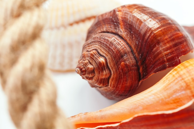 Muscheln, Natur.