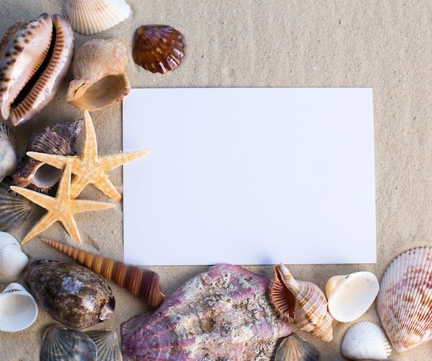 Muscheln, Seesterne und eine leere Postkarte