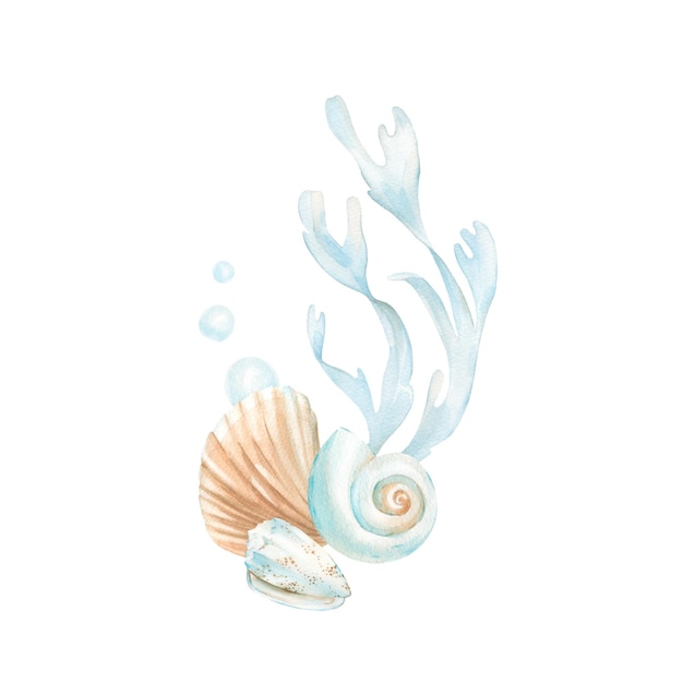 Muscheln und Algen Aquarellillustrationen in orange, blau und rot Handgezeichneter Vorlage