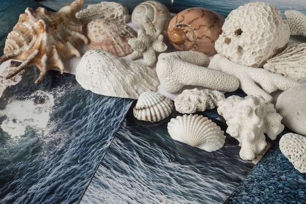 Muscheln und Bilder mit dem Bild des Meeres