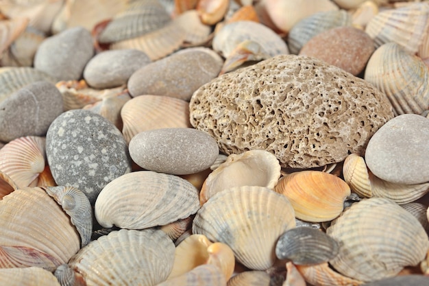 Muscheln und Kieselsteine Nahaufnahme