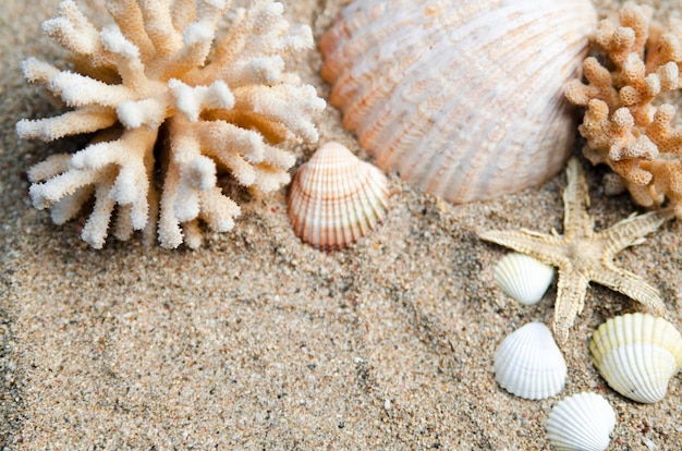 Muscheln und Korallen Anordnung mit kleinen Seestern in weißem Sand