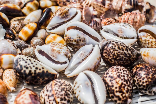 Muscheln und Korallen schließen sich mit hölzernem und sandigem Hintergrund