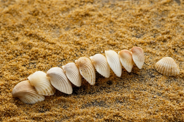 Muscheln und Sand