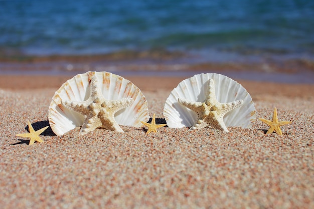 Muscheln und Seesterne am Strand. Urlaub Meer