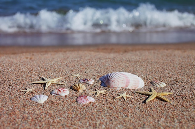 Muscheln und Seesterne am Strand