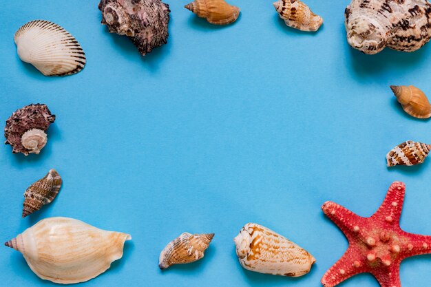 Muscheln und Seesterne auf hellblauem Hintergrund mit Kopienraum. Sommerferien- und Ferienkonzept