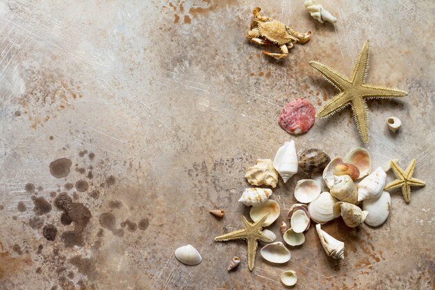 Muscheln und Seesterne in verschiedenen Größen