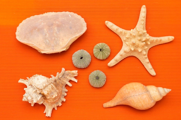 Muscheln und Seesterne mit Seeigelschalen auf orangefarbenem Hintergrund