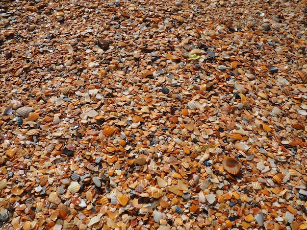 Muscheln von Schnecken zweischaliger Weichtiere, die im Asowschen und im Schwarzen Meer leben Beige braune schwarze weiße Muscheln am Ufer Das Dorf Golubitskaya Zerbrochene kleine Muscheln