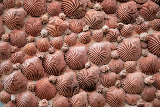 Muscheln Wandkonstruktion rosa Jakobsmuschel für Hintergrundtextur