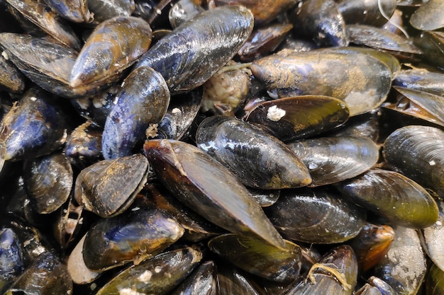 Muscheln zum Verkauf an einem Marktstand