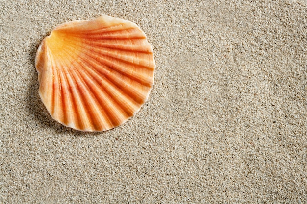 Muschelschale-Makro auf klarem weißem karibischem Sand