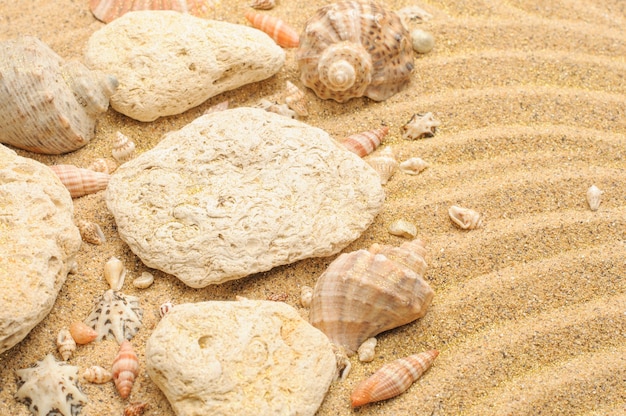 Muschelsteine auf beige Sand Sand Textur Oberfläche