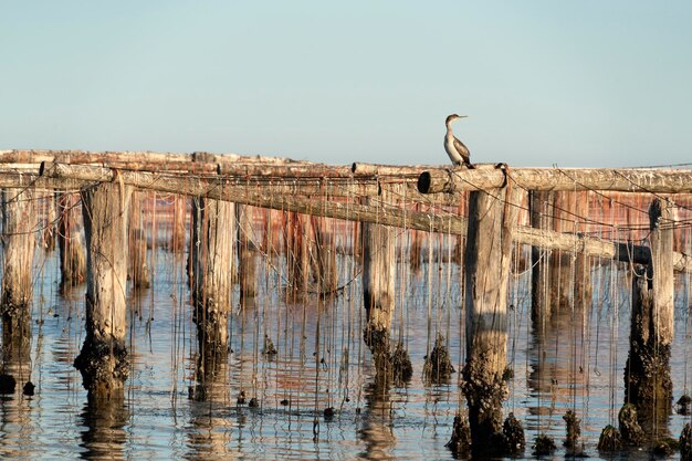 Muschelzucht in Chioggia Italien