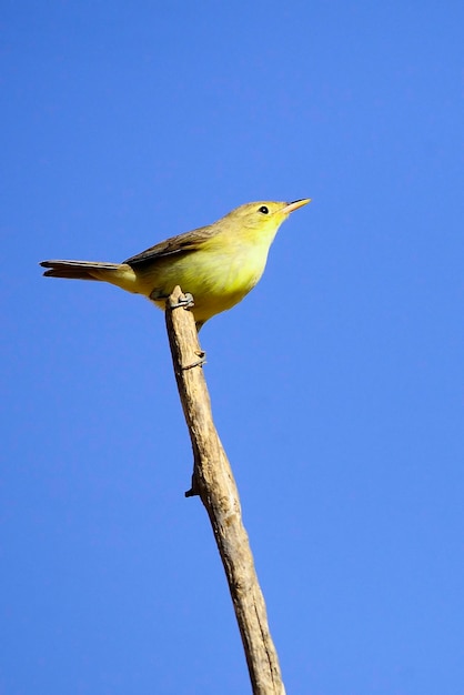 Muscicapa striata - El papamoscas gris es una especie de ave paseriforme de la familia Muscicapidae