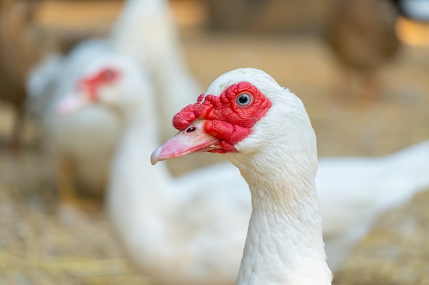 Foto muscovy ente (cairina moschata) ist eine große ente, die in mexiko sowie in mittel- und südamerika heimisch ist. sie wird als haustiere für fleisch, federn und eier gezüchtet