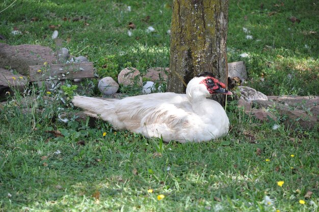 Foto muscovy-ente