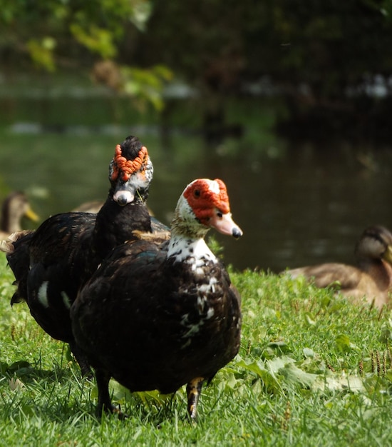 Muscovy-Enten auf dem Gras am Seeufer.
