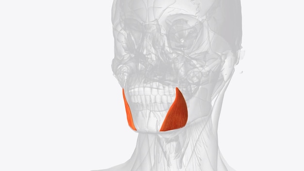 Foto el músculo depresor anguli oris el músculo triangular es un músculo facial