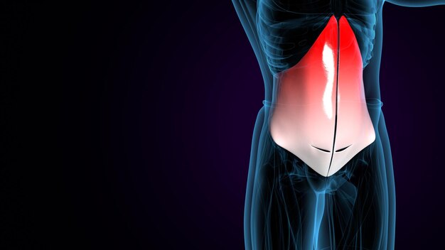 Foto músculo humano deltoide trapézio-gracilis e retus abdominis sistema anatômico ilustração 3d