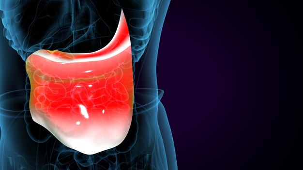 Músculo humano deltoide trapézio-gracilis e retus abdominis Sistema anatômico Ilustração 3D