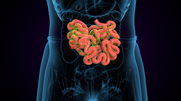 Músculo humano deltoide trapézio-gracilis e retus abdominis sistema anatômico ilustração 3d