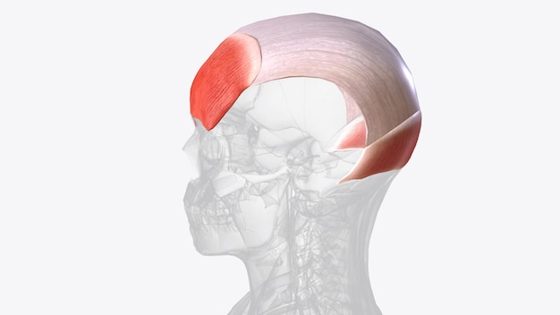 Foto el músculo occipitofrontal y el músculo epicráneo son músculos que cubren partes del cráneo
