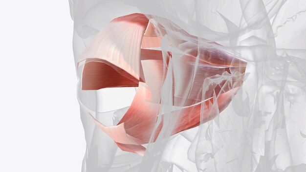 Foto músculos extraoculares del ojo 3d