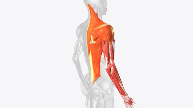 Foto músculos de la extremidad superior derecha