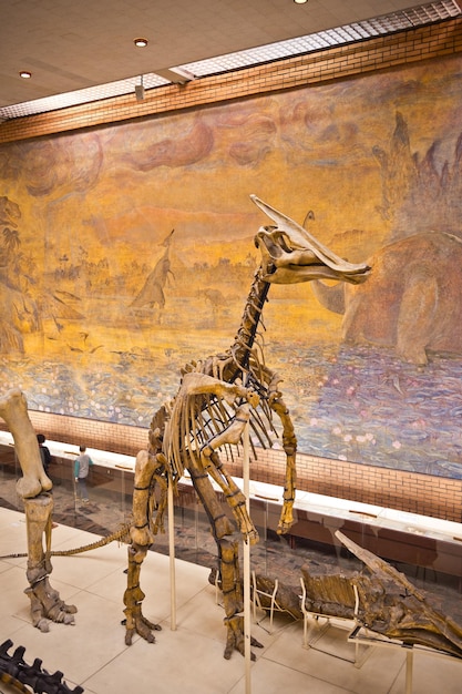 Museu de paleontologia em Moscou 8158