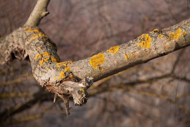 Musgo amarillo en el árbol