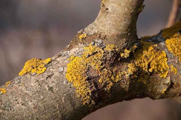 Musgo amarillo en el árbol