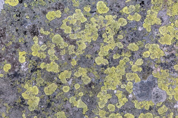 Musgo amarillo y hongo liquen en las piedras de las montañas Fondo de textura de piedra abstracta gris y amarillo