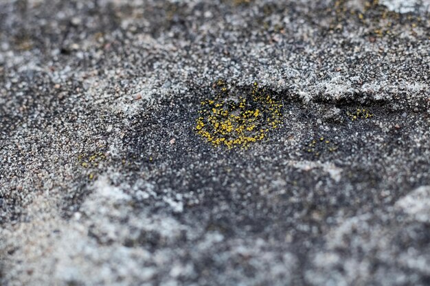 Musgo amarillo sobre un fondo de superficie de hormigón gris