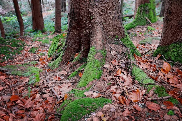 Musgo en el árbol del bosque