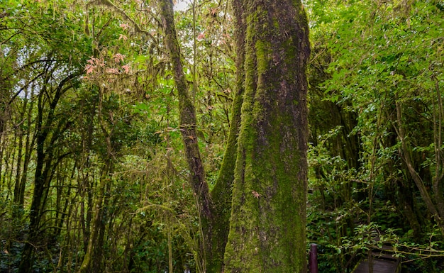 Musgo en el árbol en el sendero Ang Ka Luang