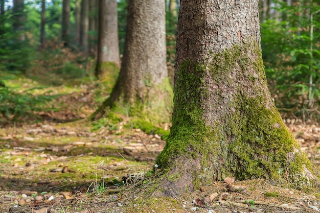 Musgo en los árboles del bosque Enfoque selectivo