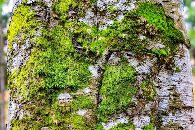 Musgo en árboles en un bosque en Ucrania protegido por hojas