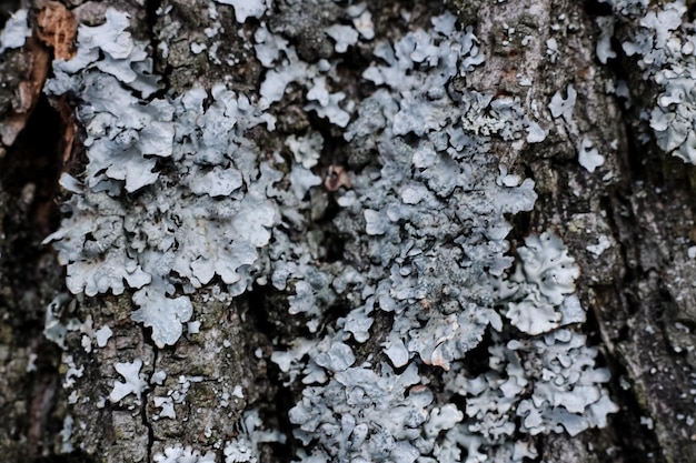 Musgo azul en el tronco de un árbol de cerca