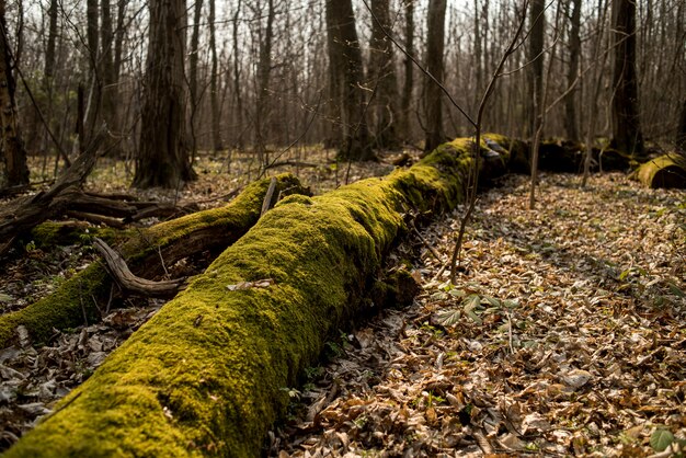 Musgo en el bosque en el bosque