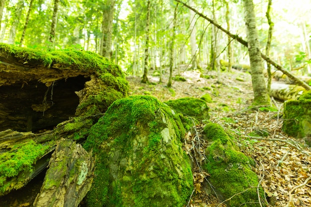 Musgo en el bosque de la primavera